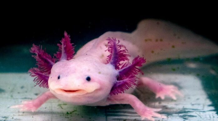 Gli Axolotl sono illegali in Texas?
