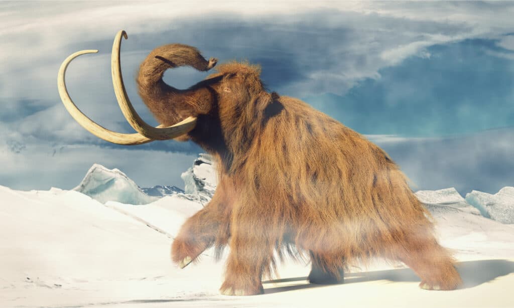 Fossili di mammut lanosi sono stati trovati nel New Hampshire