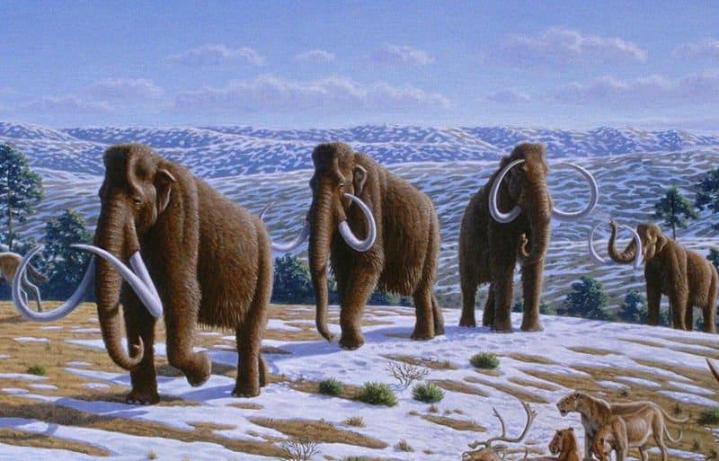 Il mammut lanoso si estinse circa 10.000 anni fa.