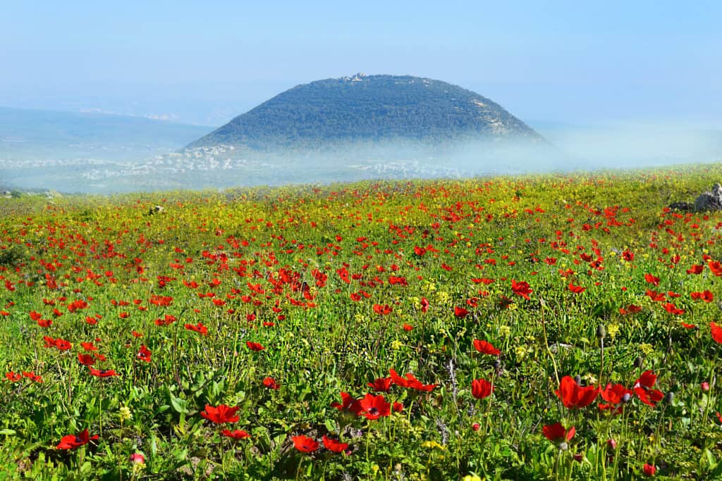 Il monte Tabor sullo sfondo del campo dei papaveri