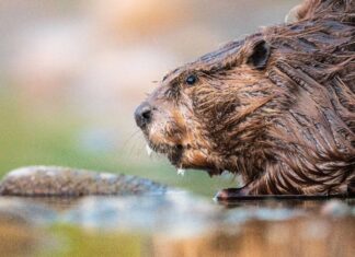 Beaver Poop: tutto ciò che avresti sempre voluto sapere
