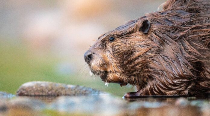 Beaver Poop: tutto ciò che avresti sempre voluto sapere
