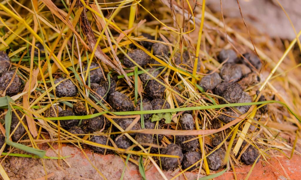 cacca di coniglio