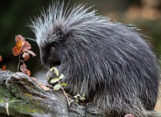 Cacca di porcospino: tutto ciò che avresti sempre voluto sapere
