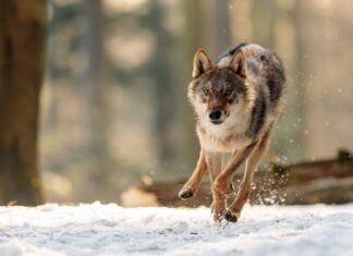 Wolf Poop: tutto ciò che avresti sempre voluto sapere
