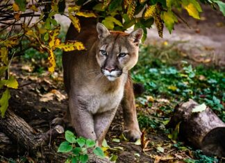 Cougar Poop: tutto ciò che avresti sempre voluto sapere
