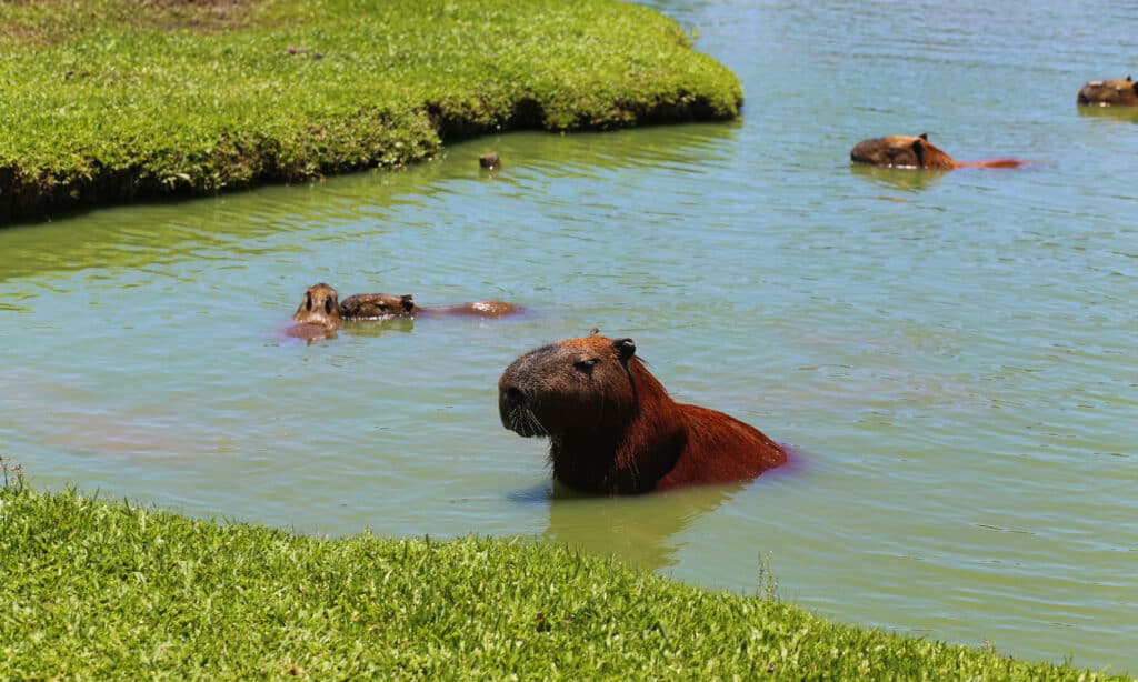 acqua di capibara