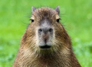 Capibara Poop: tutto ciò che avresti sempre voluto sapere
