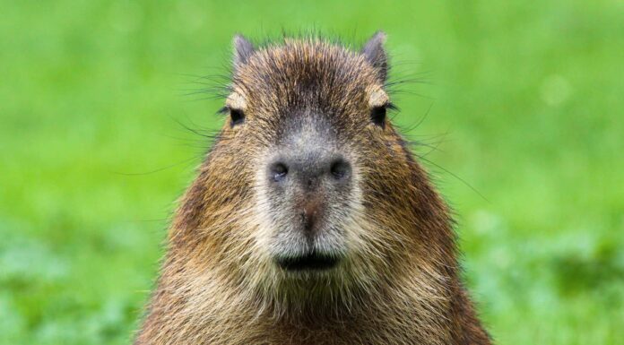 Capibara Poop: tutto ciò che avresti sempre voluto sapere
