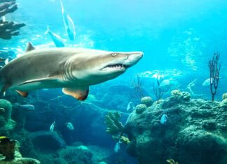 Le 6 acque meno infestate da squali negli Stati Uniti
