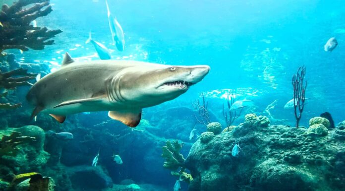 Le 6 acque meno infestate da squali negli Stati Uniti
