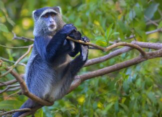 Monkey Poop: tutto ciò che avresti sempre voluto sapere
