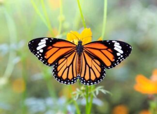 Farfalla monarca
