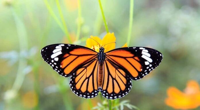 Farfalla monarca
