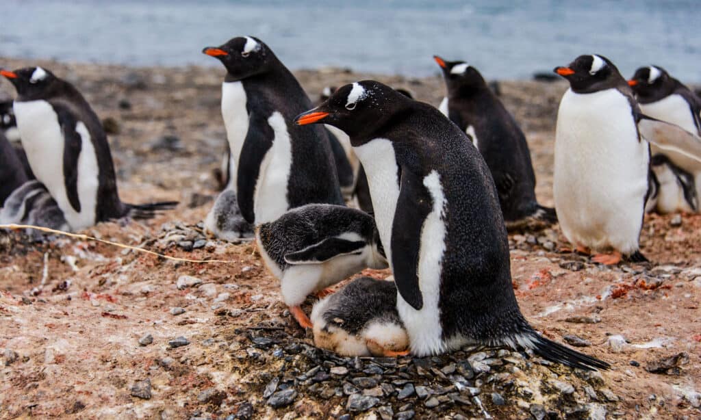 i pulcini di pinguino fanno la cacca