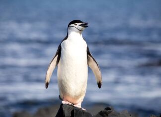 Cacca di pinguino: tutto ciò che avresti sempre voluto sapere
