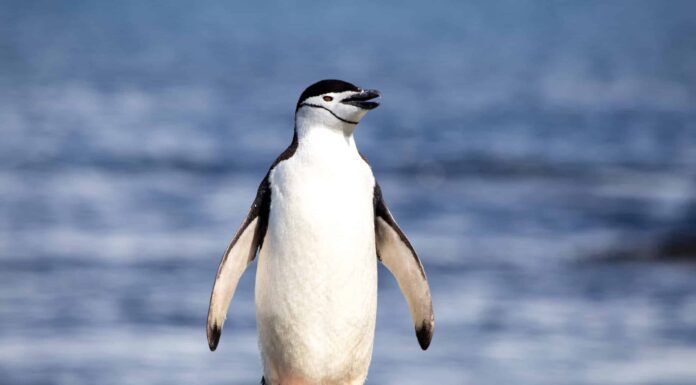 Cacca di pinguino: tutto ciò che avresti sempre voluto sapere
