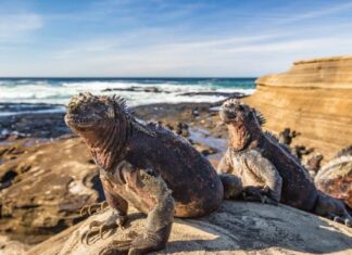 Iguana Poop: tutto ciò che avresti sempre voluto sapere
