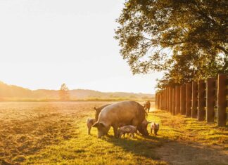 Pig Poop: tutto ciò che avresti sempre voluto sapere
