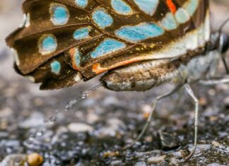 Cacca di farfalle: tutto ciò che avresti sempre voluto sapere
