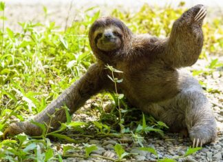 Slowest Animals: Three-Toed Sloth