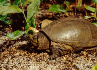 Chicken Turtle