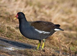 Gallinella d'acqua
