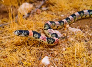 Scopri il più grande serpente dal naso lungo mai registrato
