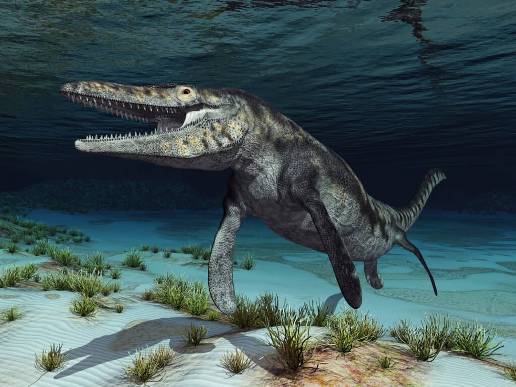 Tilosauro mosasauro adulto che nuota vicino al fondo del mare