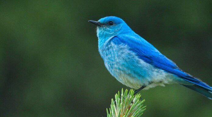 Uccello azzurro di montagna
