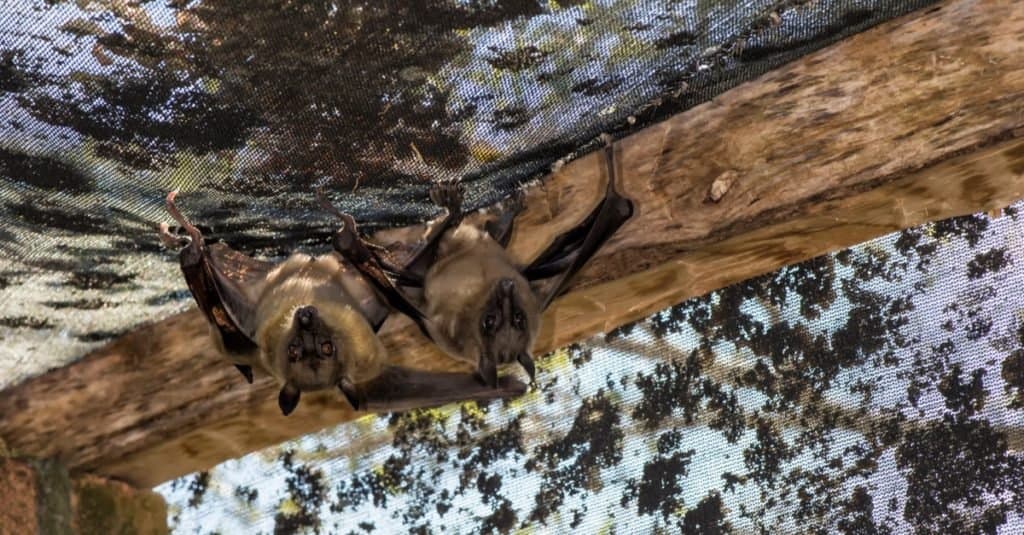 Pipistrelli più grandi_ Volpe volante del Madagascar