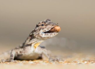 Animals that fly – flying frog