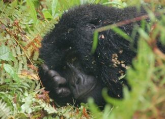 Gorilla di montagna
