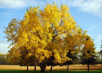 English Walnut vs Black Walnut