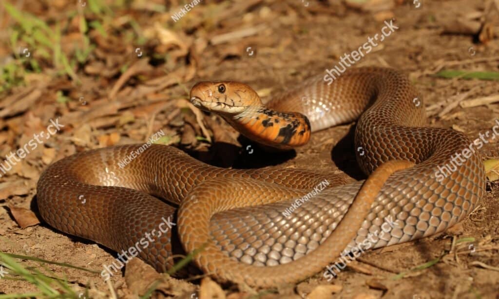 Il Mozambico Spitting Cobra è lungo da 2,9 a 3,5 piedi e pesa da 10 a 15 libbre.