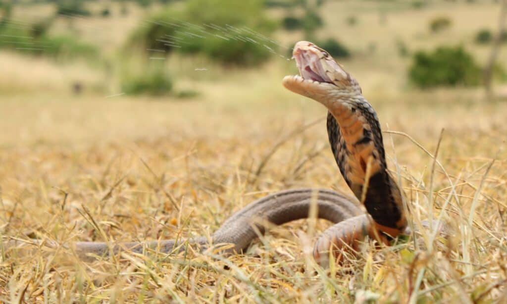 Il cobra sputatore del Mozambico è così chiamato perché proietta il veleno dalle sue zanne negli occhi del suo aggressore, che può causare problemi alla vista o cecità.