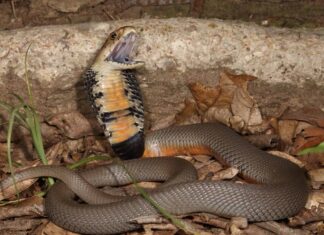 Mozambique Spitting Cobra has a slate-grey, blue, olive or tawny brown-black upper body, while its scales have black edges.
