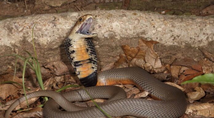 Mozambique Spitting Cobra has a slate-grey, blue, olive or tawny brown-black upper body, while its scales have black edges.