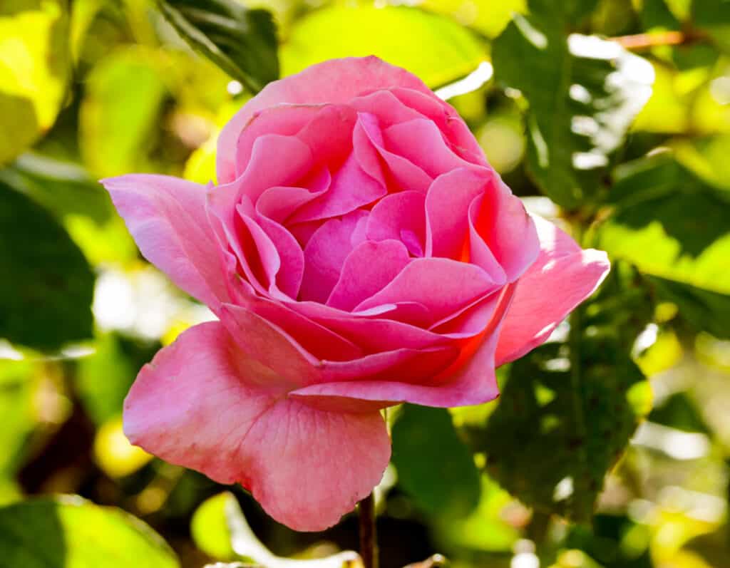 Queen Elizabeth grandiflora rose crescente rosa brillante su sfondo verde lime.