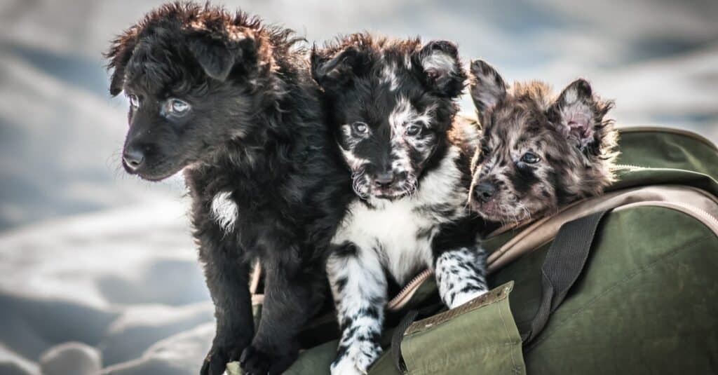 Simpatici cuccioli di Mudi che giocano in una borsa.