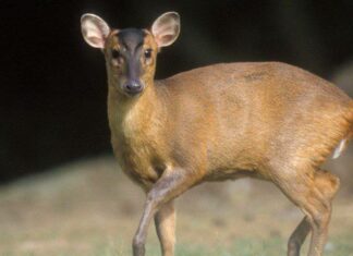 Muntjac
