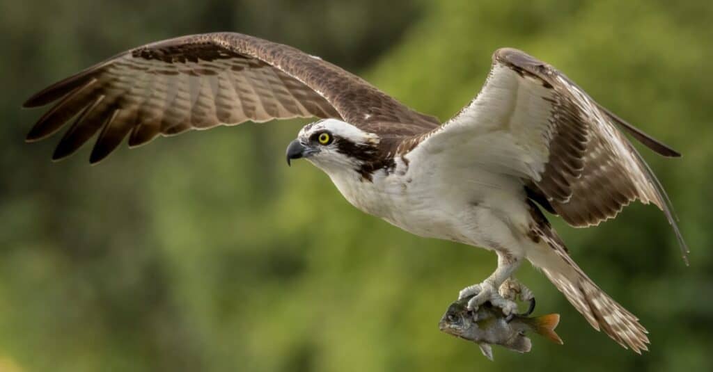 Falco pellegrino contro falco pescatore