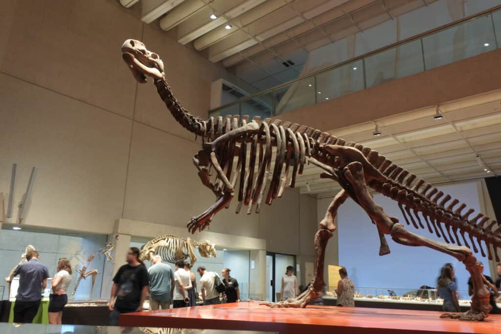 Fossile di Muttaburrasaurus