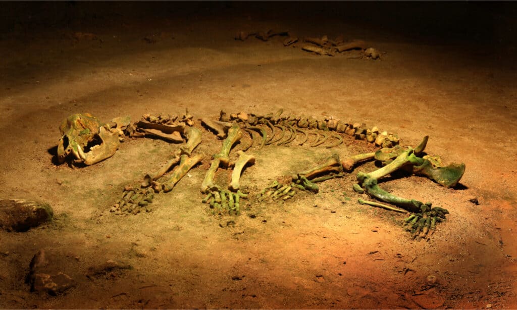 Orso delle caverne - Ursus spelaeus - scheletro sul pavimento di una grotta