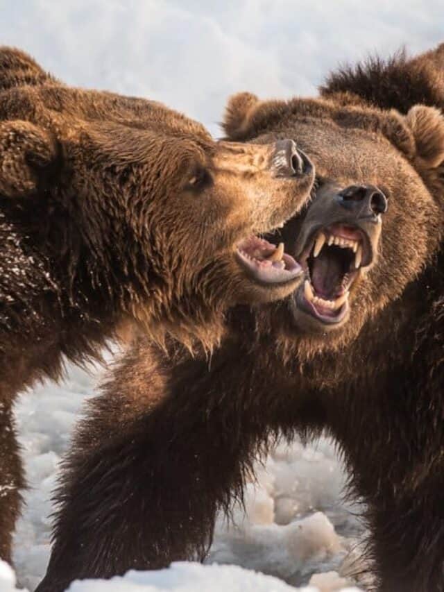 Polar Bear vs Grizzly - Due Grizzly Battaglia