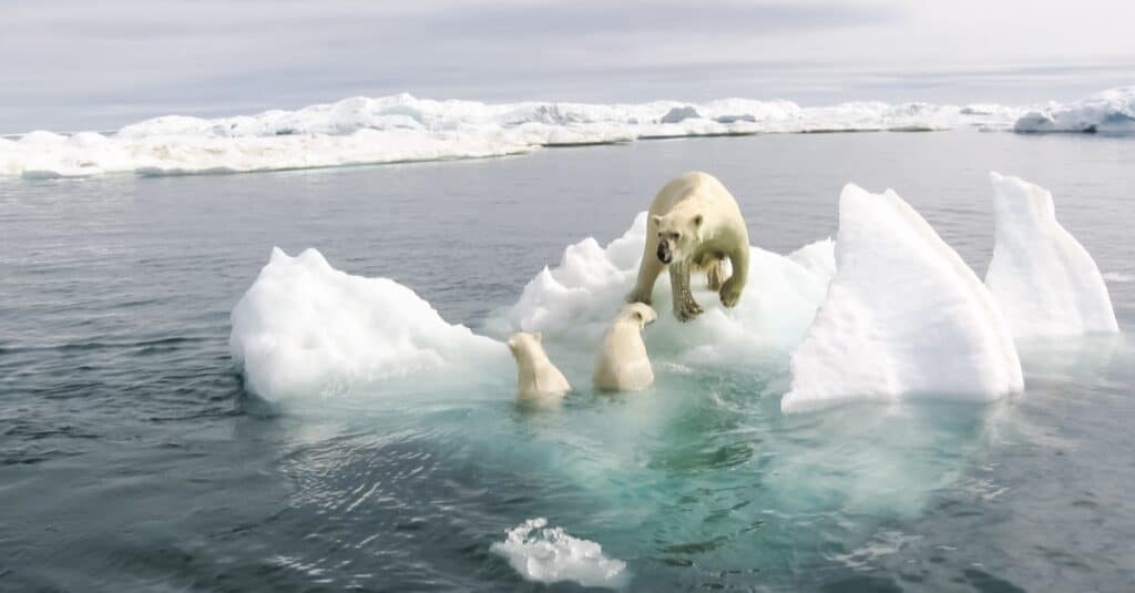 orsi polari nell'acqua artica