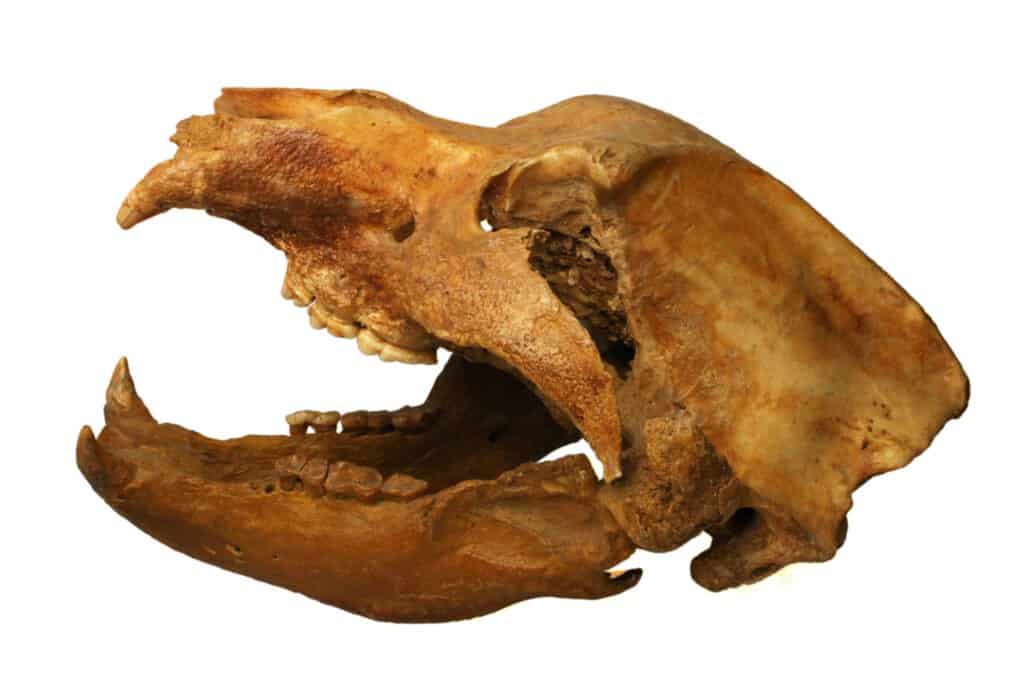 Un teschio di orso delle caverne (Ursus Spelaeus) dai Carpazi in Romania