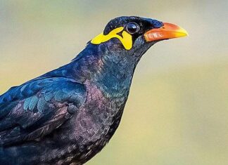 Myna Bird
