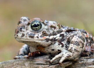 Natterjack
