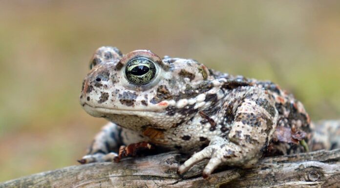 Natterjack
